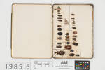 E. P. Pritchard Beetle Collection, 1985.6, © Auckland Museum CC BY