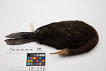 Phalacrocorax sulcirostris, LB1348, © Auckland Museum CC BY