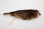 Ninox novaeseelandiae, LB1445, © Auckland Museum CC BY