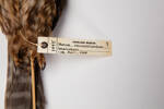 Ninox novaeseelandiae, LB1445, © Auckland Museum CC BY