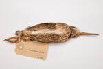 Coenocorypha pusilla, LB1601, © Auckland Museum CC BY