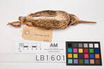 Coenocorypha pusilla, LB1601, © Auckland Museum CC BY