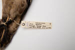 Anas gracilis; LB1641; © Auckland Museum CC BY