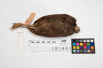 Megapodius pritchardii; LB1861; © Auckland Museum CC BY