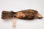 Falco novaeseelandiae, LB1876, © Auckland Museum CC BY