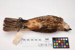 Falco novaeseelandiae, LB1876, © Auckland Museum CC BY
