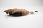Anas superciliosa; LB1957; © Auckland Museum CC BY