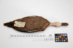 Anas superciliosa; LB1991; © Auckland Museum CC BY