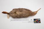 Apteryx owenii; LB2233; © Auckland Museum CC BY