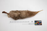 Apteryx owenii; LB2236; © Auckland Museum CC BY
