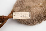 Apteryx owenii; LB2238; © Auckland Museum CC BY