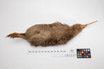 Apteryx owenii; LB2239; © Auckland Museum CC BY