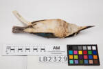 Todiramphus sanctus, LB2329, © Auckland Museum CC BY