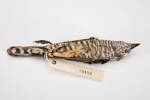 Chrysococcyx lucidus, LB2402, © Auckland Museum CC BY
