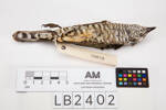Chrysococcyx lucidus, LB2402, © Auckland Museum CC BY