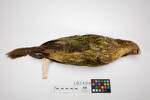 Strigops habroptilus, LB2404, © Auckland Museum CC BY