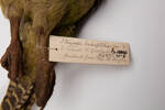 Strigops habroptilus, LB2405, © Auckland Museum CC BY