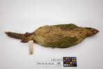 Strigops habroptilus, LB2405, © Auckland Museum CC BY