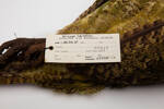 Strigops habroptilus, LB2411, © Auckland Museum CC BY