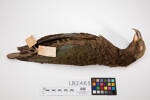 Nestor notabilis, LB2465, © Auckland Museum CC BY