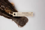 Ninox novaeseelandiae, LB2513, © Auckland Museum CC BY