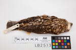 Ninox novaeseelandiae, LB2513, © Auckland Museum CC BY