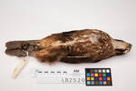 Falco novaeseelandiae, LB2520, © Auckland Museum CC BY