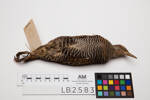 Gallirallus philippensis, LB2583, © Auckland Museum CC BY