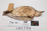 Charadrius obscurus, LB2704, © Auckland Museum CC BY