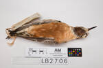 Charadrius obscurus, LB2706, © Auckland Museum CC BY