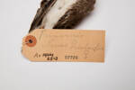 Thinornis novaeseelandiae, LB2728, © Auckland Museum CC BY