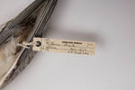 Sterna striata, LB2912, © Auckland Museum CC BY