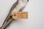 Chlidonias albostriatus, LB2917, © Auckland Museum CC BY