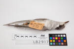 Chlidonias albostriatus, LB2917, © Auckland Museum CC BY