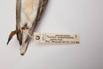 Thinornis novaeseelandiae, LB291, © Auckland Museum CC BY