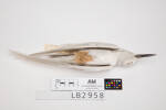 Gygis alba, LB2958, © Auckland Museum CC BY