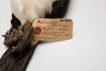 Phalacrocorax varius, LB3106, © Auckland Museum CC BY