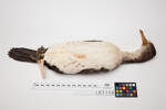 Phalacrocorax varius, LB3106, © Auckland Museum CC BY