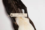Phalacrocorax varius, LB3107, © Auckland Museum CC BY