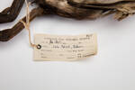 Podiceps cristatus; LB3217; © Auckland Museum CC BY