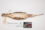 Numenius tahitiensis, LB3328, © Auckland Museum CC BY