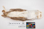 Tyto alba, LB3341, © Auckland Museum CC BY