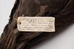 Macronectes giganteus, LB3344, © Auckland Museum CC BY