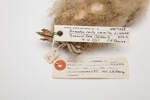 Thalassarche eremita, LB3386, © Auckland Museum CC BY