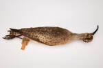 Numenius phaeopus, LB3435, © Auckland Museum CC BY