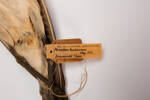 Numenius phaeopus, LB3435, © Auckland Museum CC BY