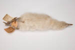 Catharacta maccormicki, LB3444, © Auckland Museum CC BY