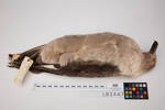 Catharacta maccormicki, LB3447, © Auckland Museum CC BY