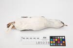 Eudyptula minor; LB5038; © Auckland Museum CC BY
