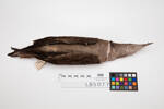 Puffinus pacificus; LB5077; © Auckland Museum CC BY